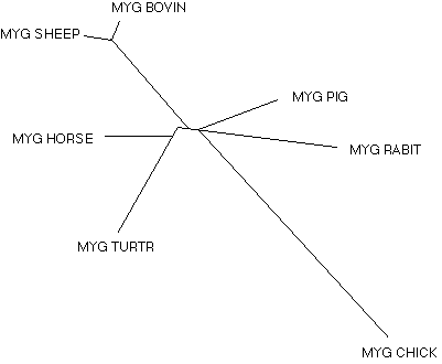 Unrooted Phylogenic Tree of Myoglobin