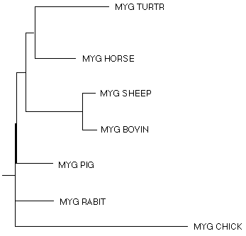 Rooted Phylogenic Tree of Myoglobin